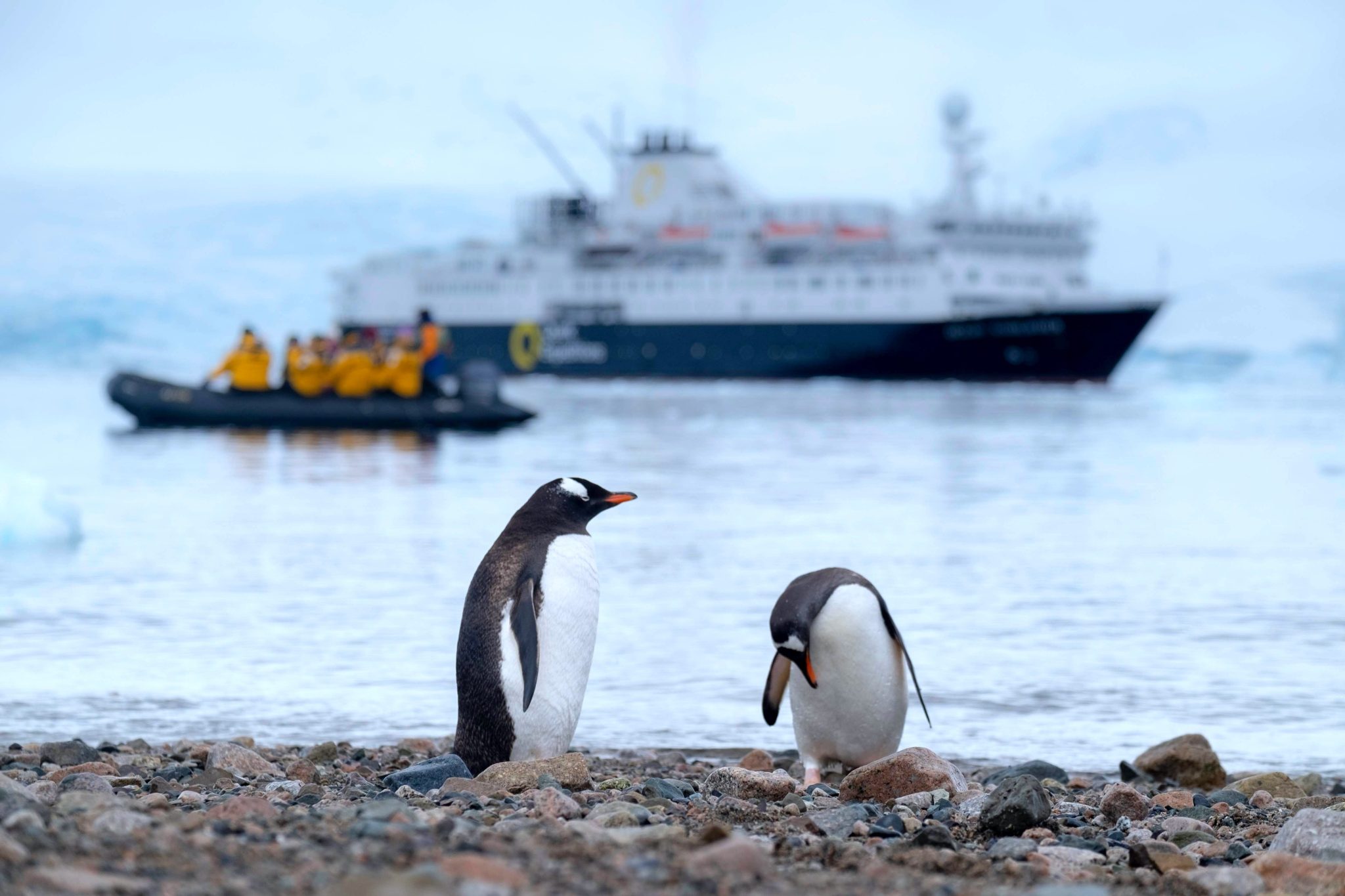 Make Water Famous – Why do Penguins swim so fast?