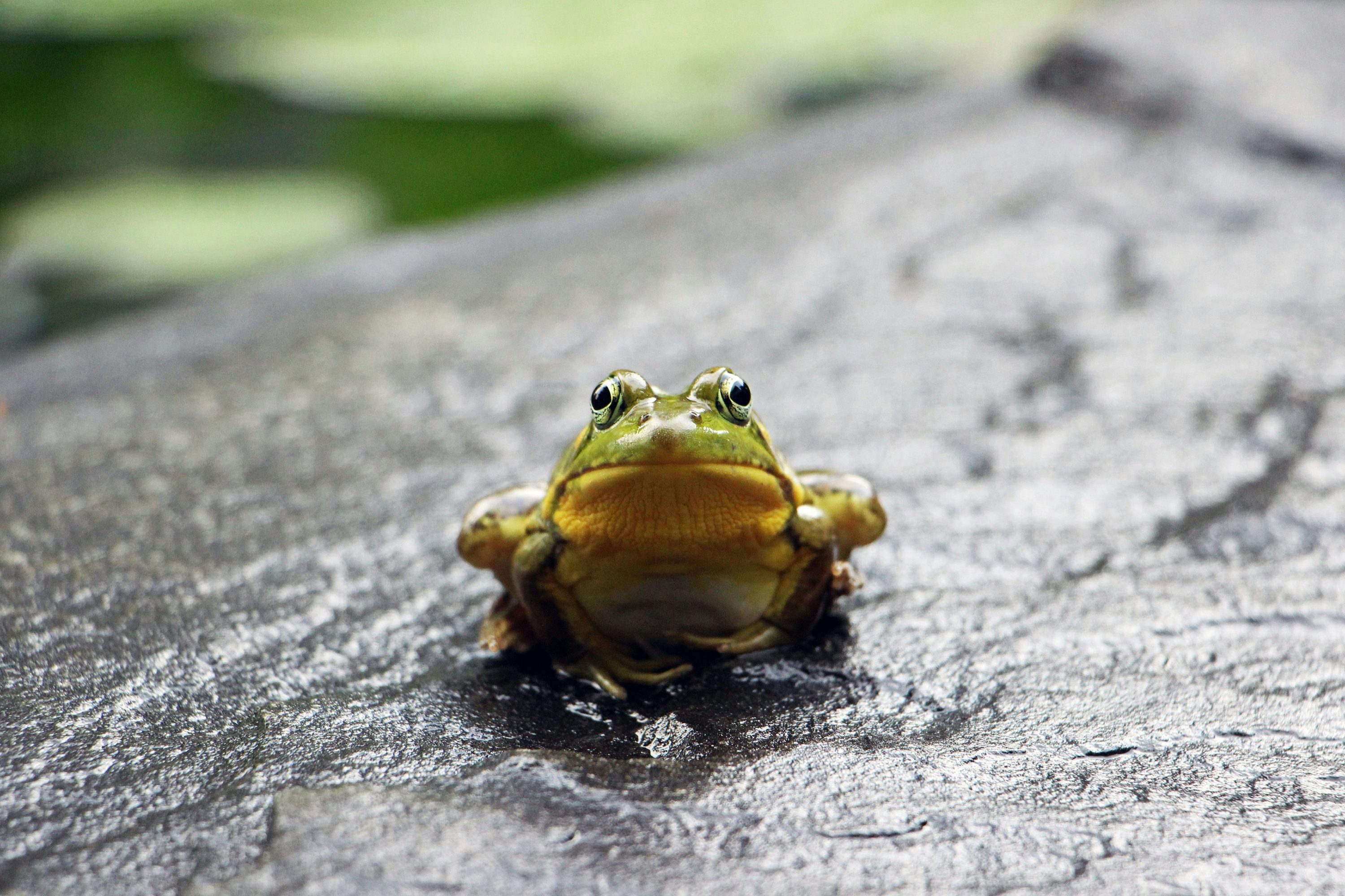 Make Water Famous – All you need to know about frog spawn