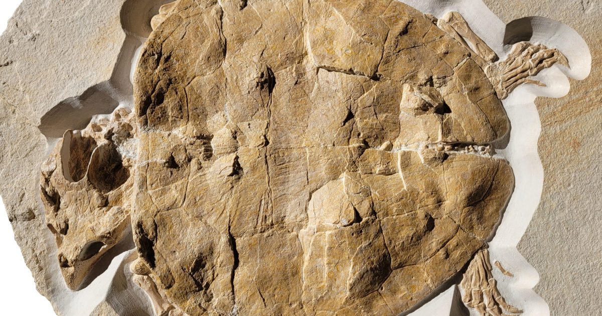 Make Water Famous Turtle fossil gives clues to prehistoric habitat